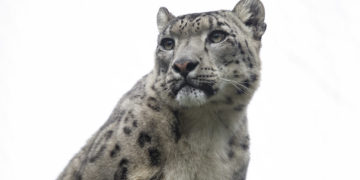 Lux Korkeasaari shines light also on the future of snow leopards