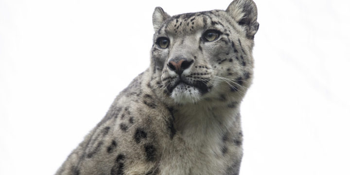 Lux Korkeasaari shines light also on the future of snow leopards